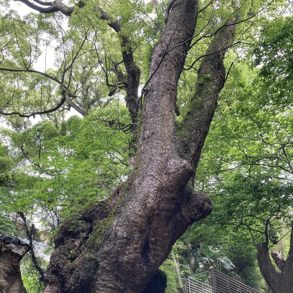 「大楠」の御神木