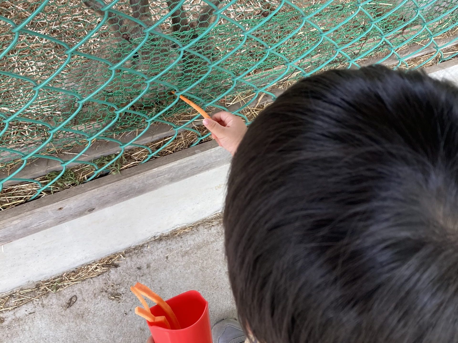 ウサギに餌やり