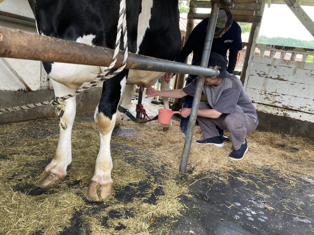 乳搾り体験