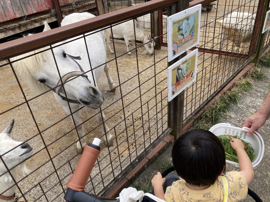ポニーに餌やり