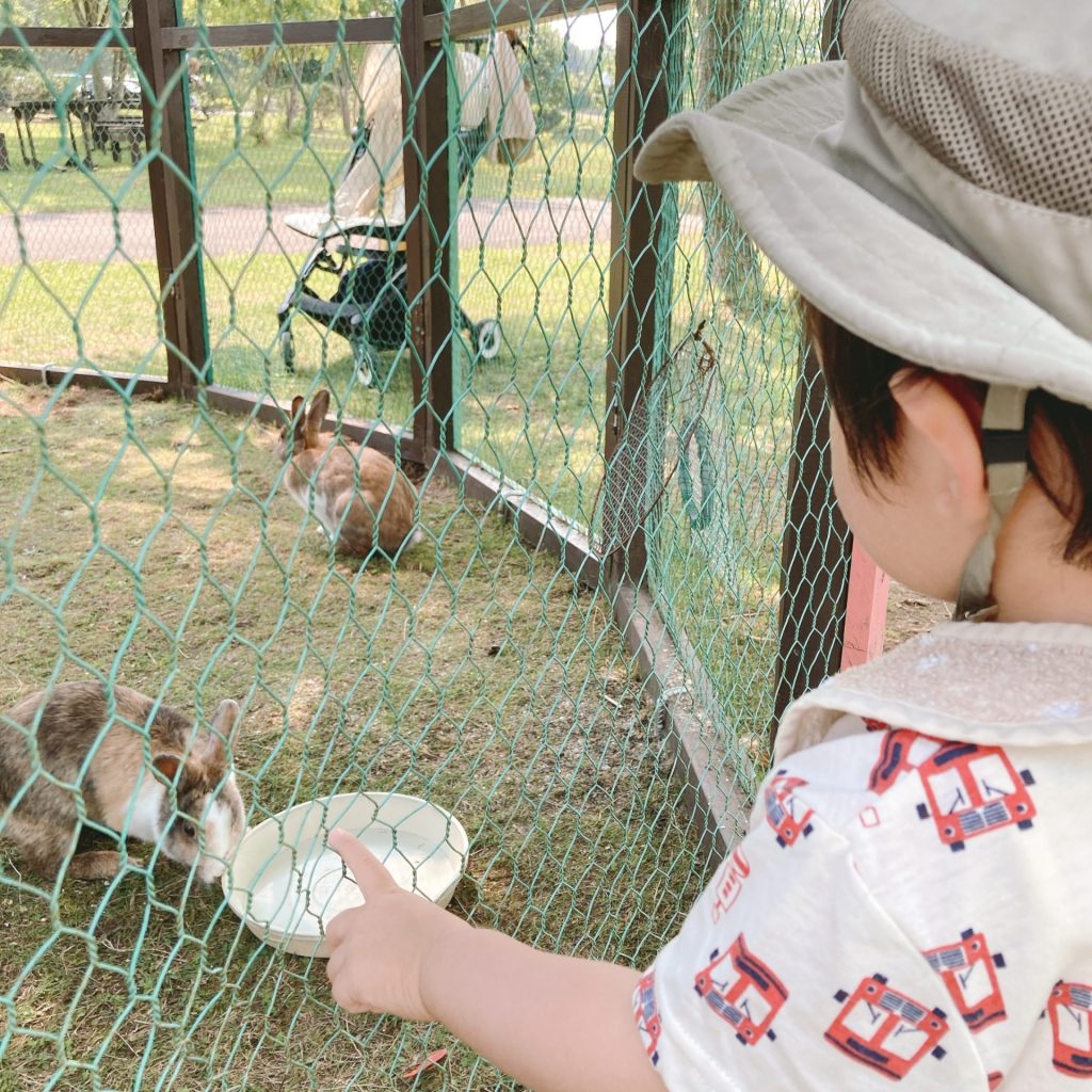 公園内のウサギ